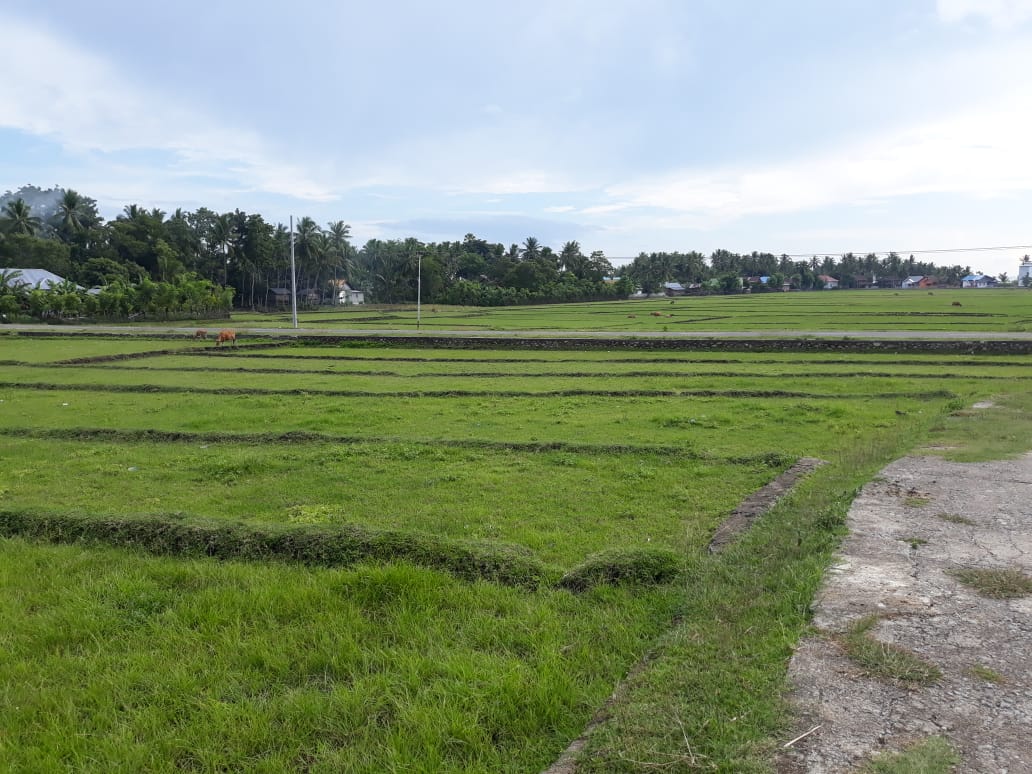 Sekali Setahun Menggarap Sawah  Petani di 5 Desa di Sinjai 