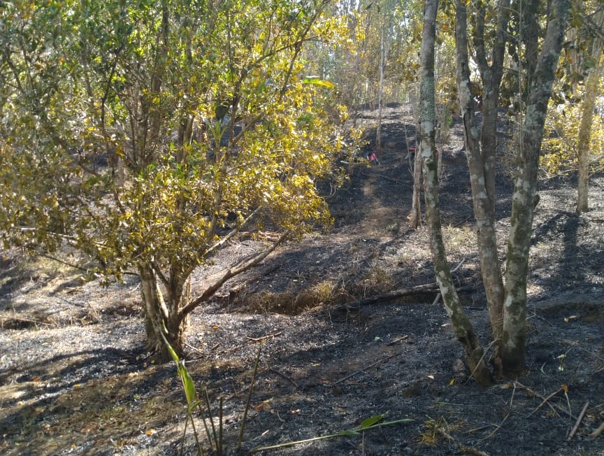 3 Hektar Kebun Cengkeh di Kindang Bulukumba Ludes Terbakar