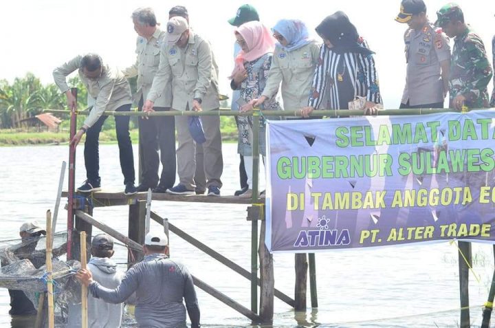 Gubernur Sulsel bersama Bupati Pinrang Panen Udang Windu