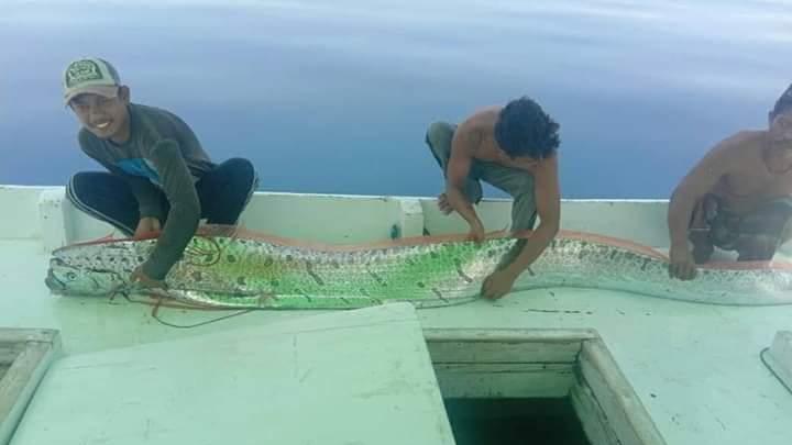 Foto tiga orang nelayan tangkap oarfish yang beredar di media sosial.