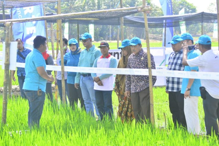 Bupati Sidrap di Lokasi Acara Launching Herbisida