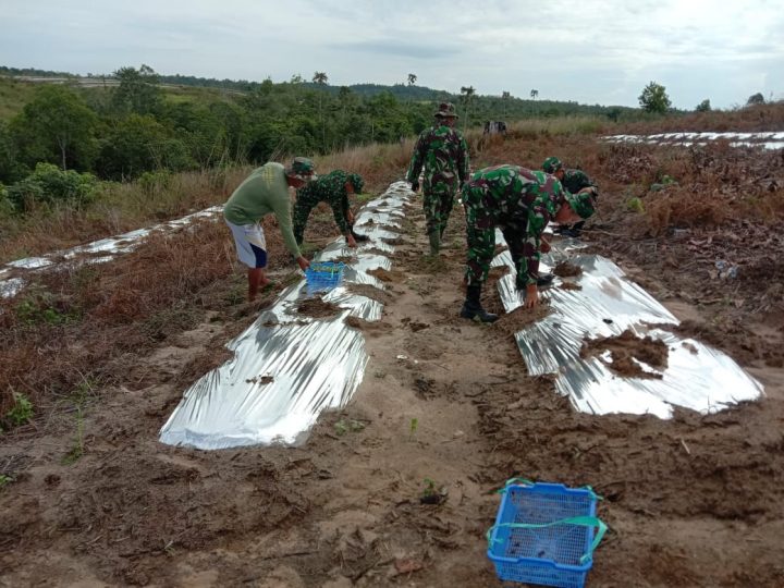 Personil Kodim 0913/PPU Tanami Lahan Kosong dengan Tanaman Produktif