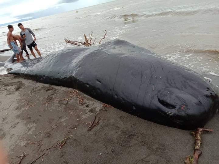 Paus Berukuran 9,5 Meter Terdampar di Pantai (foto: FB)