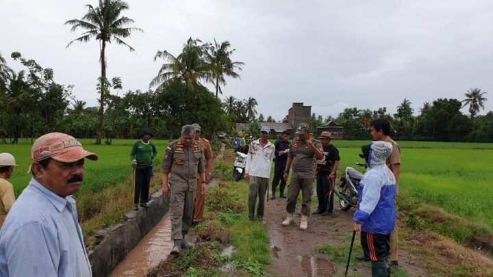 Bupati Pinrang Turun ke Sawah Bersama Para Petani