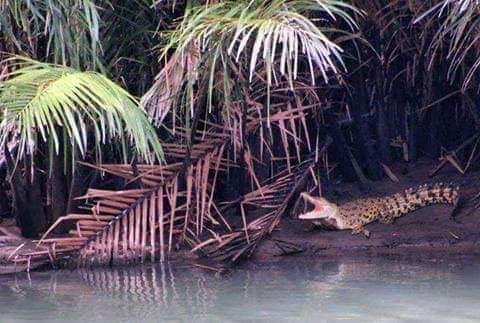 Buaya di Pinggir Sungai Karajae