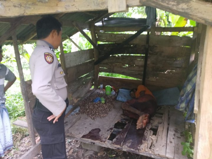 Kondisi ZN saat ditemukan di Rumah Kebun Miliknya