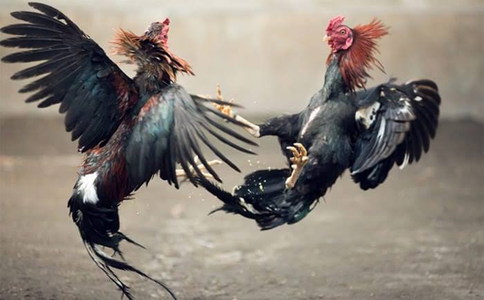 Lokasi Judi Sabung Ayam di Ujung Loe Bululumba Digerebek Polisi