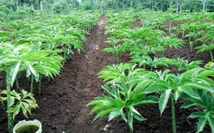 Begini Kisah Porang Hingga Jadi Tanaman Primadona di Indonesia
