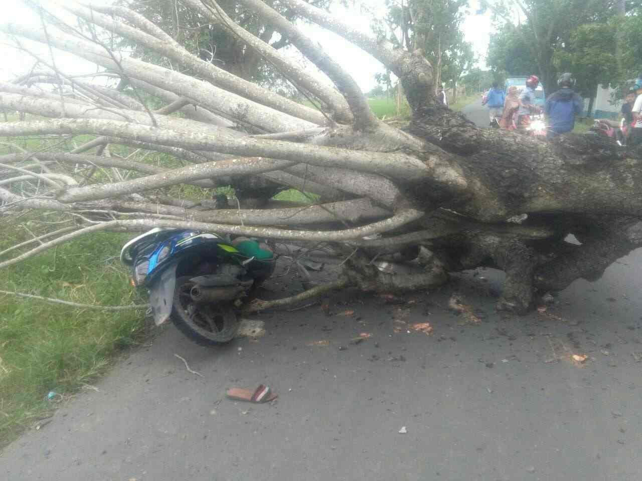 Pohon Besar Tumbang Timpa Pengendara di Bulukumba, Satu Dilarikan Ke RS