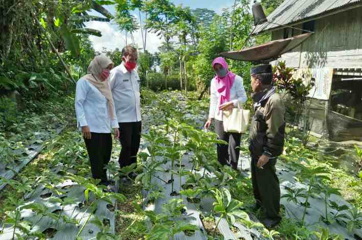 Galakkan Petani Tanam Porang, Kadis TPPH Sinjai: Porang Jadi Komoditas Primadona