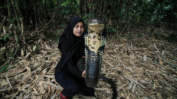 Atraksi Bareng King Cobra Sepanjang 4 Meter, Aulia Viral di Medsos (foto: ist)