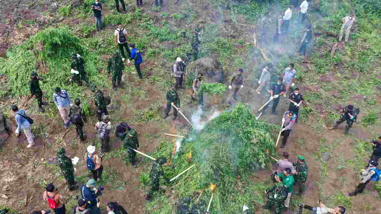 Kepala BNN Pimpin Pemusnahan 2 Hektar Ladang Ganja