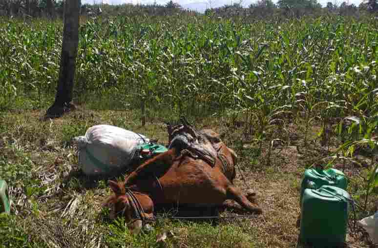 Baharuddin dan 2 Ekor Kudanya Tewas Terjerat Perangkap Babi di Kebun Milik Sannai