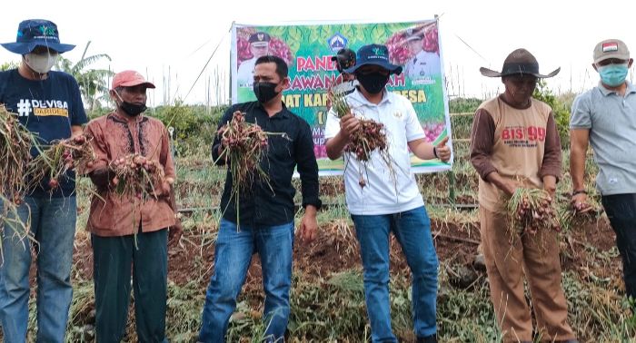 Bupati Bantaeng Panen Bawang Bersama Petani di Morowa