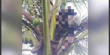 Mayat Pria Lansia di Makassar Ditemukan di Atas Pohon Kelapa