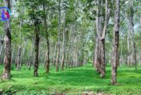 Salah satu kebun karet PT Lonsum di Bulukumba. (foto: beritasulsel.com)