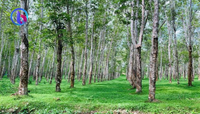 Salah satu kebun karet PT Lonsum di Bulukumba. (foto: beritasulsel.com)