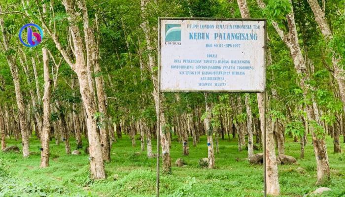 kebun karet PT Lonsum di Kabupaten Bulukumba, foto: beritasulsel.com