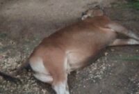 sapi milik warga Desa Tamatto Ujung Loe mati, (foto: dok, warga)