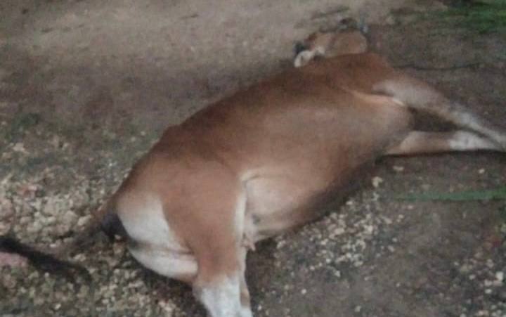 sapi milik warga Desa Tamatto Ujung Loe mati, (foto: dok, warga)