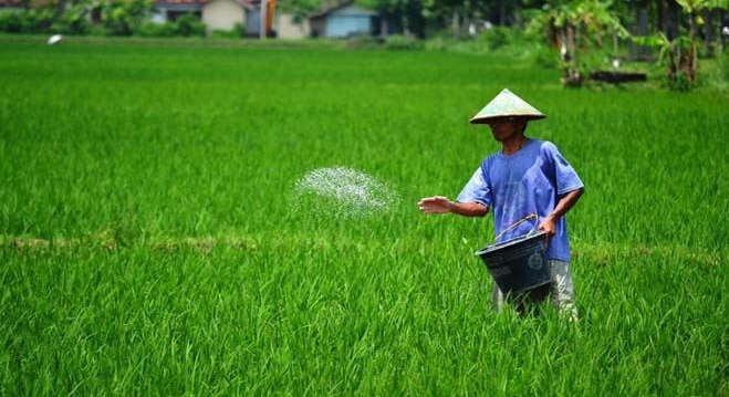 Foto: Ilustrasi Petani Saat Pemupukan Tanaman Padi