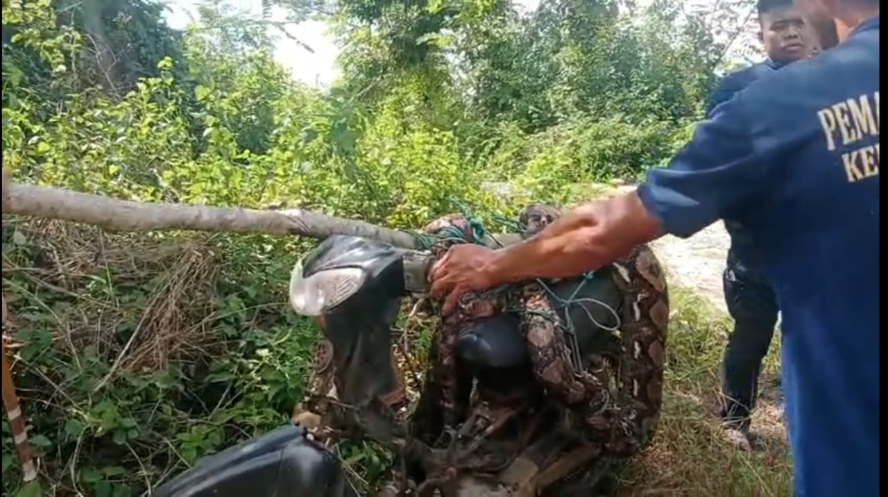 Ular Piton Raksasa Berukuran 7 Meter Takluk di Tangan Satpol PP Damkar Kepulauan Selayar