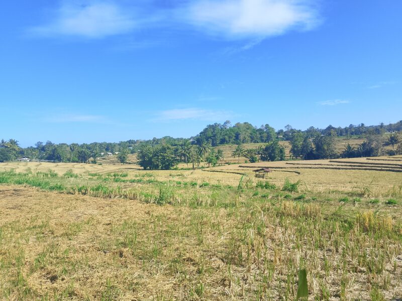 Foto: Lahan Sawah Petani di Sinjai Timur (Ist)