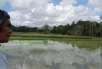 Perkembangan Tanaman Padi di Desa Bulukamase, Kecamatan Sinjai Selatan. (Foto: Ist)