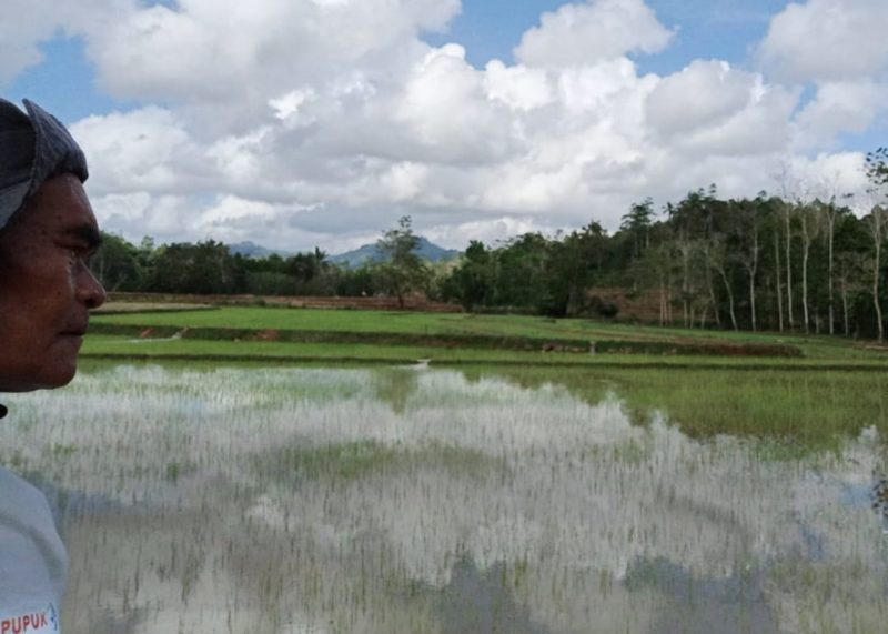 Perkembangan Tanaman Padi di Desa Bulukamase, Kecamatan Sinjai Selatan. (Foto: Ist)