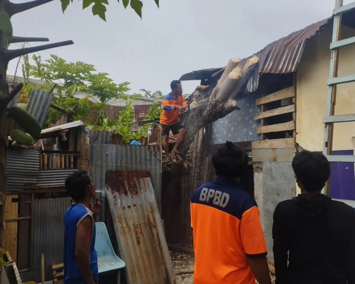 Foto: Penanganan Pohon Tumbang oleh  Tim BPBD Sinjai Beberapa Bulan lalu.