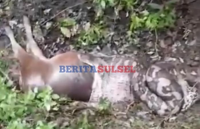 Ular Piton Raksasa Telan Bulat-bulat Sapi Dewasa di Sidrap