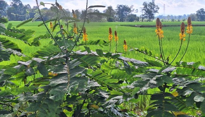 Cara Mengolah Daun Gelinggang untuk Obat Panu: Ampuh dan Alami!