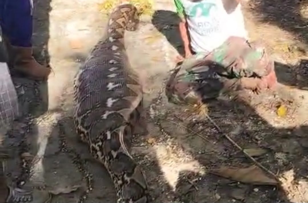 Petani di Buton Selatan Tewas Ditelan Bulat bulat Ular Piton, ini Videonya