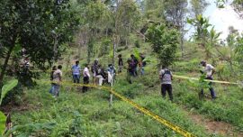 Kronologi Penemuan Ladang Ganja di Bulukumba