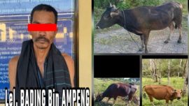 Pencuri Sapi Asal Kajang Bulukumba Diringkus Bersama 3 Ekor Sapi Hasil Curian