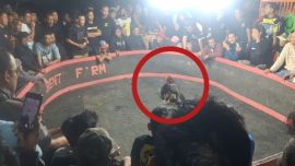 Judi Sabung Ayam Marak di Desa Kalola Wajo Diduga Dibekingi Oknum Polisi