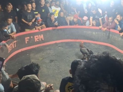 Pengelola Judi Sabung Ayam di Wajo Mengaku Bekerja Sama Oknum Polisi