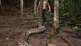 Ular Sanca Kembang Terpanjang di Dunia Ditemukan di Maros Sulawesi Selatan