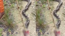 Terjadi Lagi, Petani di Muna Nyaris Tewas Dililit Piton Sepanjang 6,5 Meter