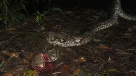 Wanita di Buton Selatan Tewas Dililit Ular Piton Saat Berkebun, Begini Kronologinya