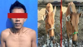Pencuri Sapi di Bulukumba Tak Pilih Merek, Sapi Milik Polisi Juga Digasak!