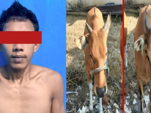 Pencuri Sapi di Bulukumba Tak Pilih Merek, Sapi Milik Polisi Juga Digasak!